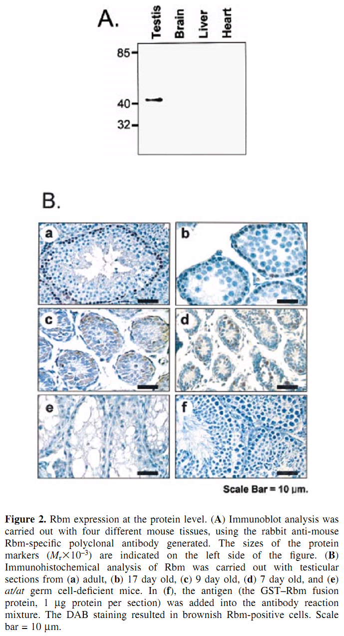 FertilityOnline | Spermatogenes